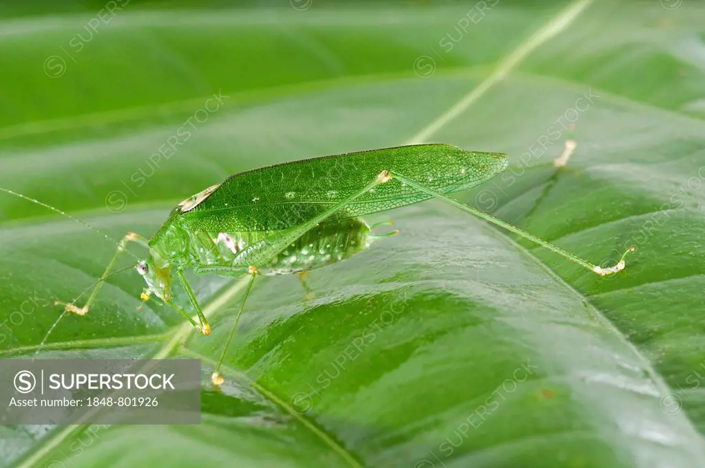 Green colour variant of the Oblong-winged Katydid (Amblycorypha oblongifolia), male, Tambopata Nature Reserve, Madre de Dios Region, Peru