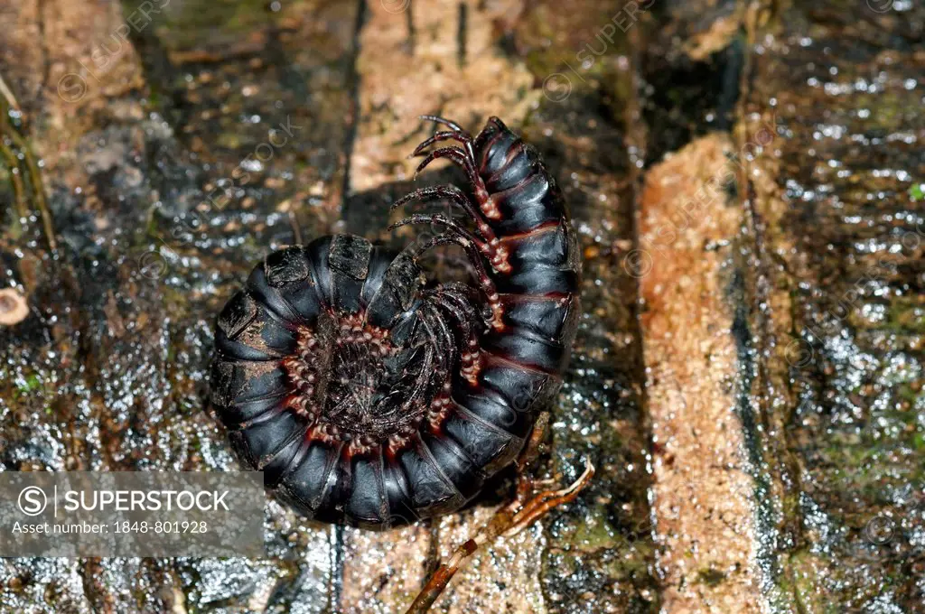 Millipede or Centipede (Myriapoda) rolled up in defence position, Tambopata Nature Reserve, Madre de Dios Region, Peru