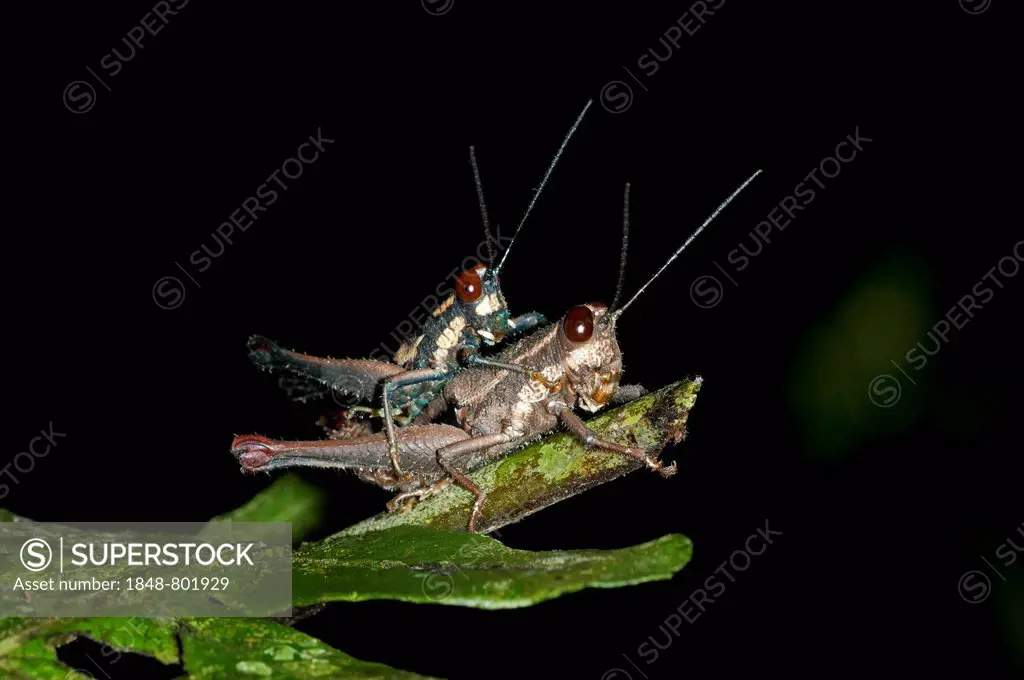 Grasshoppers (Acrididae), mating, Tambopata Nature Reserve, Madre de Dios Region, Peru