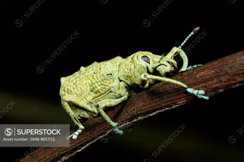 Weevil (Curculio sp.), Tambopata Nature Reserve, Madre de Dios Region, Peru