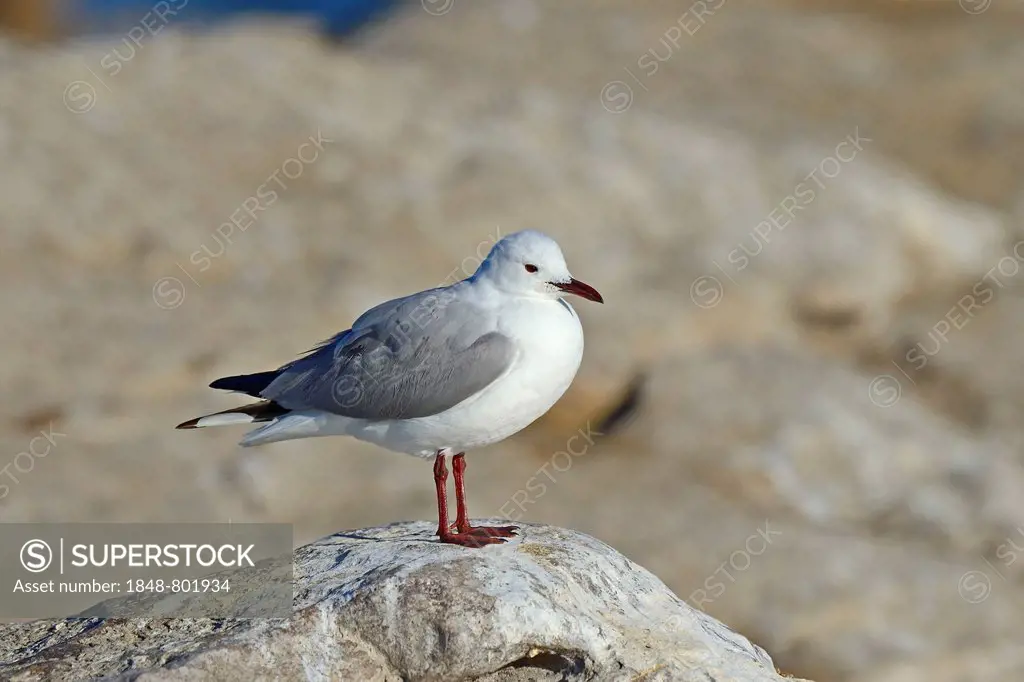 Hartlaub's Gull or King Gull (Chroicocephalus hartlaubii, Larus hartlaubii), Bird Island, Lambert's Bay, Western Cape, South Africa