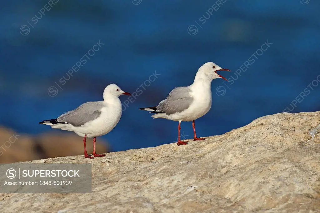 Hartlaub's Gulls or King Gulls (Chroicocephalus hartlaubii, Larus hartlaubii), Bird Island, Lambert's Bay, Western Cape, South Africa