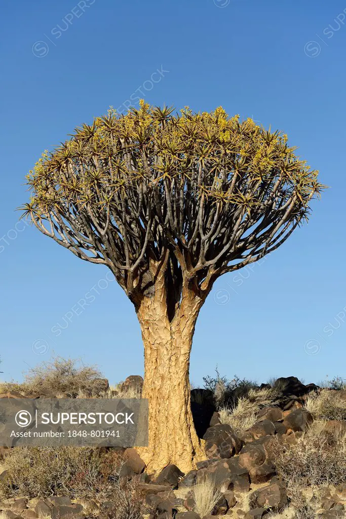 Quiver Tree or Kokerboom (Aloe dichotoma), Keetmanshoop, Karas Region, Namibia