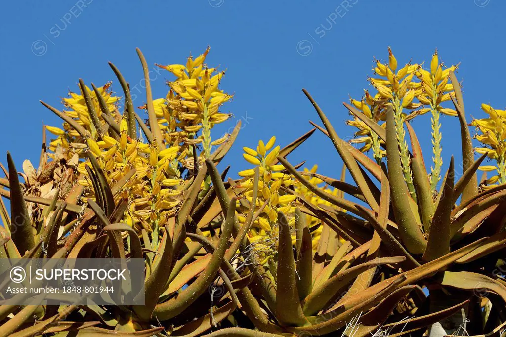 Quiver Tree or Kokerboom (Aloe dichotoma), flowers, Keetmanshoop, Karas Region, Namibia