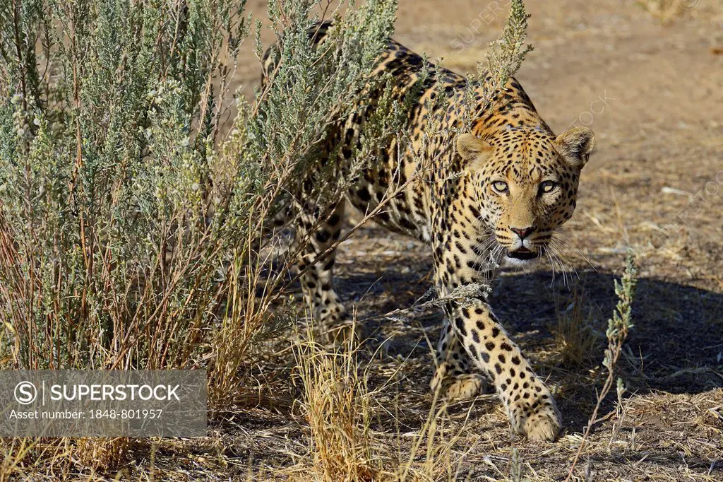 Leopard (Panthera pardus) roaming its territory, Khomas Region, Namibia