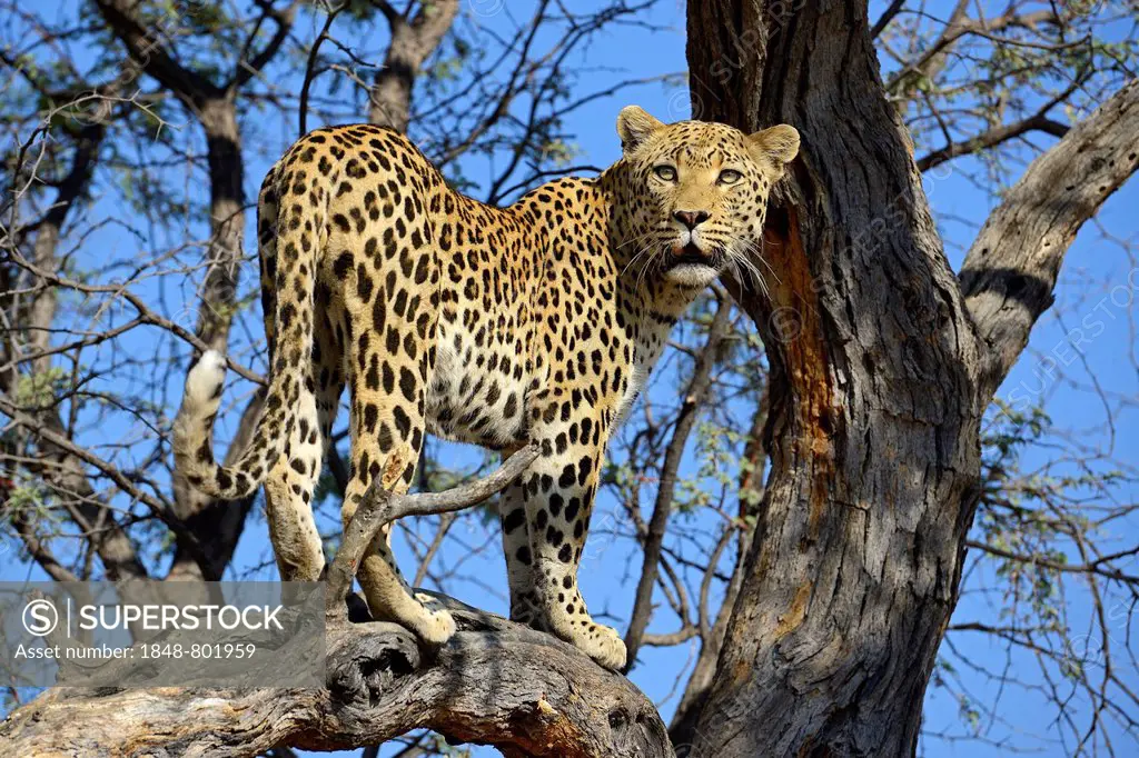 Leopard (Panthera pardus) looking out from a tree, Khomas Region, Namibia