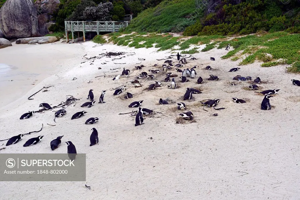Jackass Penguins (Spheniscus demersus), Boulders Beach, Simons Town, Western Cape, South Africa