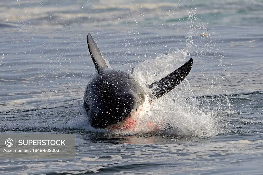 Great White Shark (Carcharodon carcharias), with blood on the mouth after successful sea lions hunt, Seal Island, Western Cape, South Africa