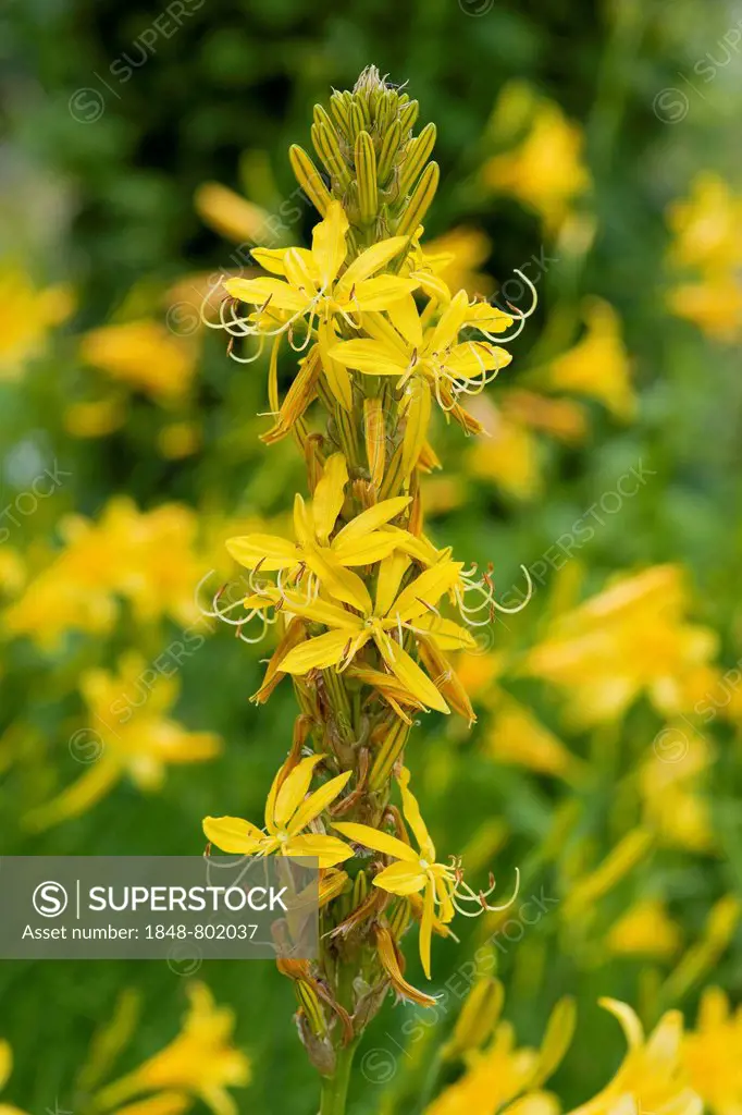 King's Spear or Yellow Asphodel (Asphodeline lutea), flowering, garden plant, native to the Mediterranean, Thuringia, Germany