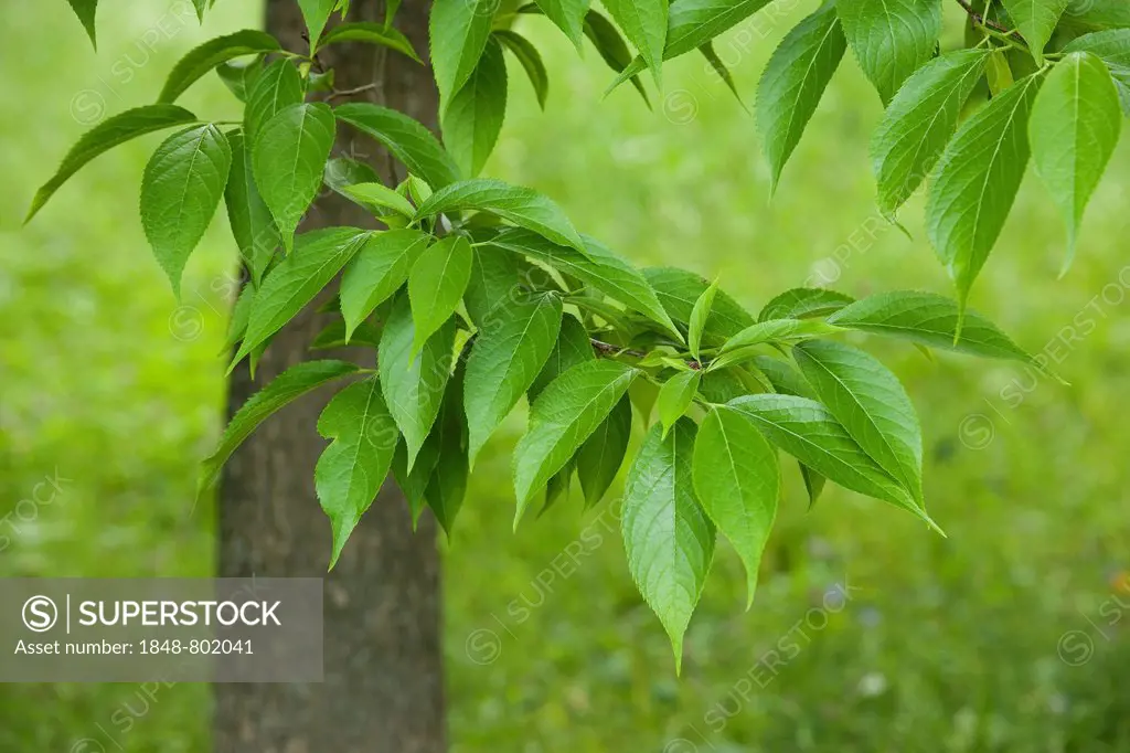 Hardy Rubber Tree (Eucommia ulmoides), leaves, native to central China, Thuringia, Germany