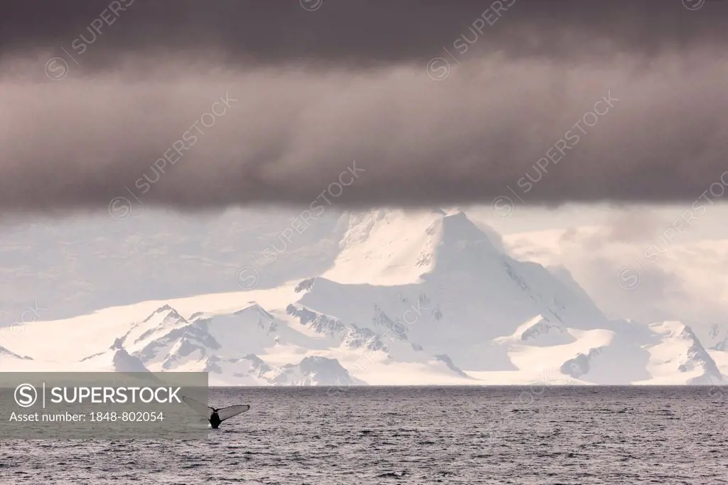 Fluke of a Humpback Whale (Megaptera novaeangliae), snow-capped mountains, Antarctica
