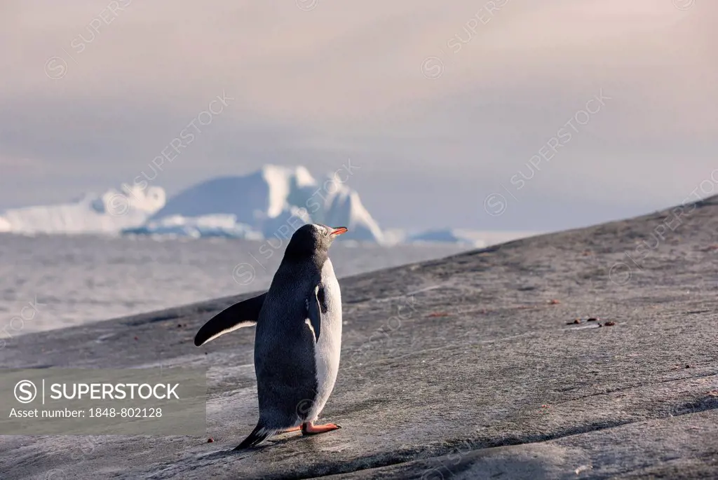 Gentoo Penguin (Pygoscelis papua), iceberg, Antarctica