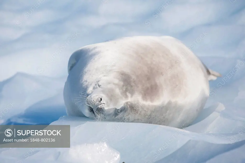 Leopard Seal (Hydrurga leptonyx) lying on an ice floe, asleep, Antarctica