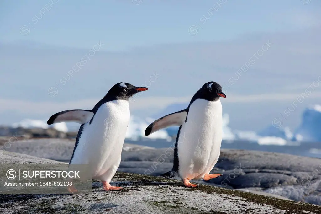 Gentoo Penguins (Pygoscelis papua), Antarctica