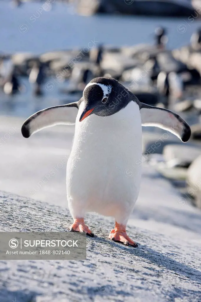 Gentoo Penguins (Pygoscelis papua), Antarctica