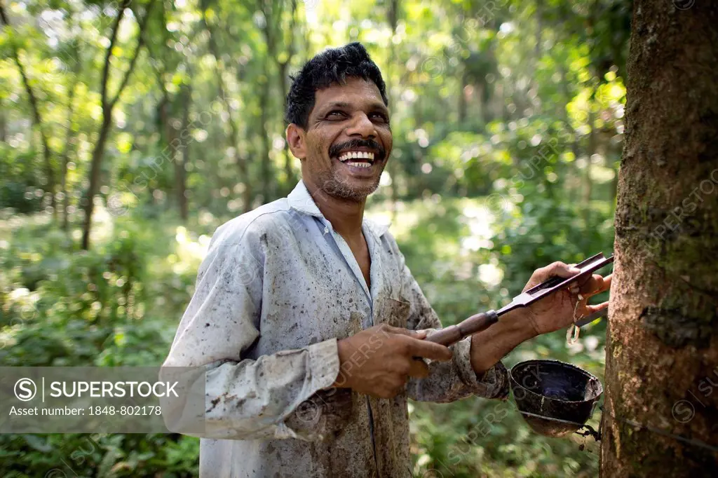 Smiling worker on a natural rubber plantation, standing next to a Rubber Tree (Hevea brasiliensis), Peermade, Kerala, India