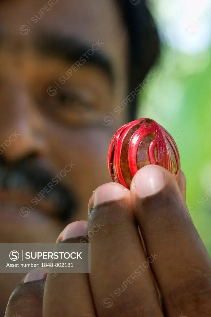 Man holding a nutmeg with mace (Myristica fragrans) in his hand, Peermade, Kerala, India