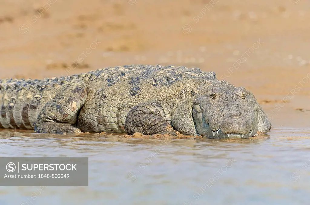 Mugger Crocodile or Indian Marsh Crocodile (Crocodylus palustris) lying on the shore, Uttar Pradesh, India