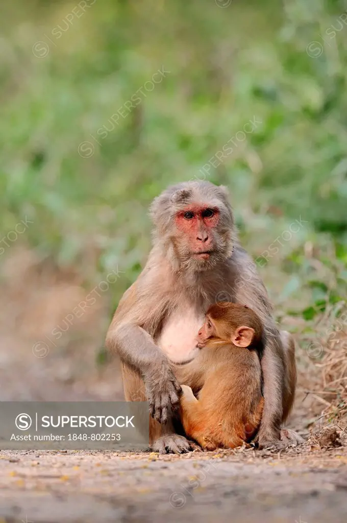 Rhesus Macaque or Rhesus Monkey (Macaca mulatta), female suckling an infant, Keoladeo National Park, Bharatpur, Rajasthan, India