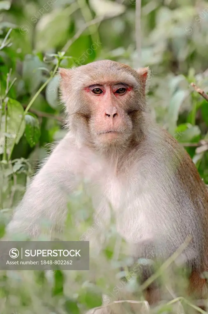 Rhesus Macaque or Rhesus Monkey (Macaca mulatta), male, Keoladeo National Park, Bharatpur, Rajasthan, India