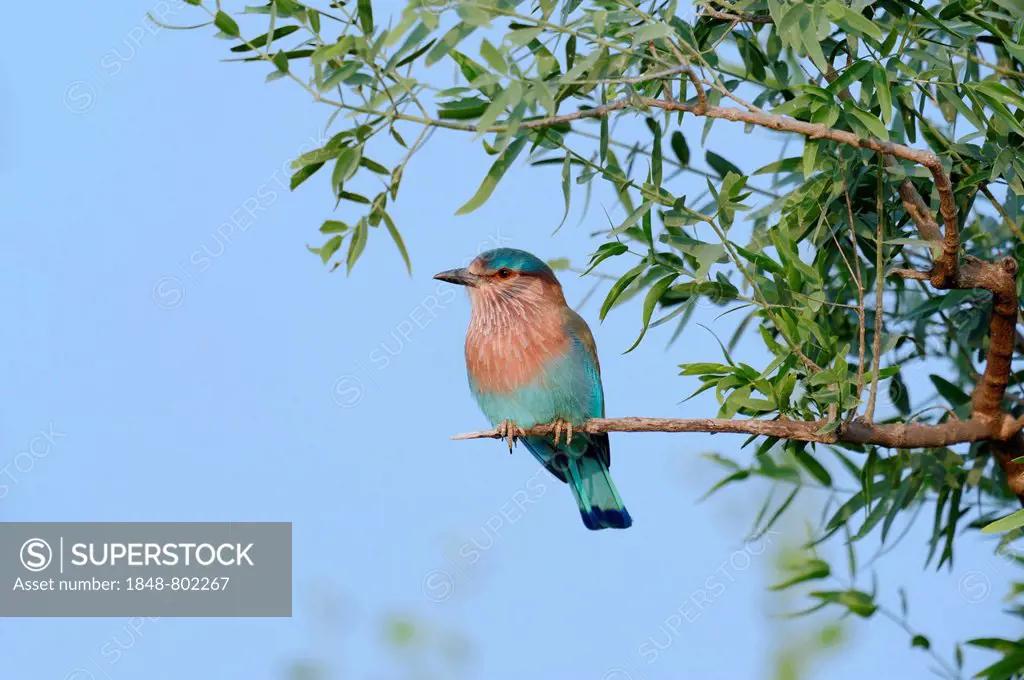 Indian Roller or Blue Jay (Coracias benghalensis), Keoladeo National Park, Bharatpur, Rajasthan, India