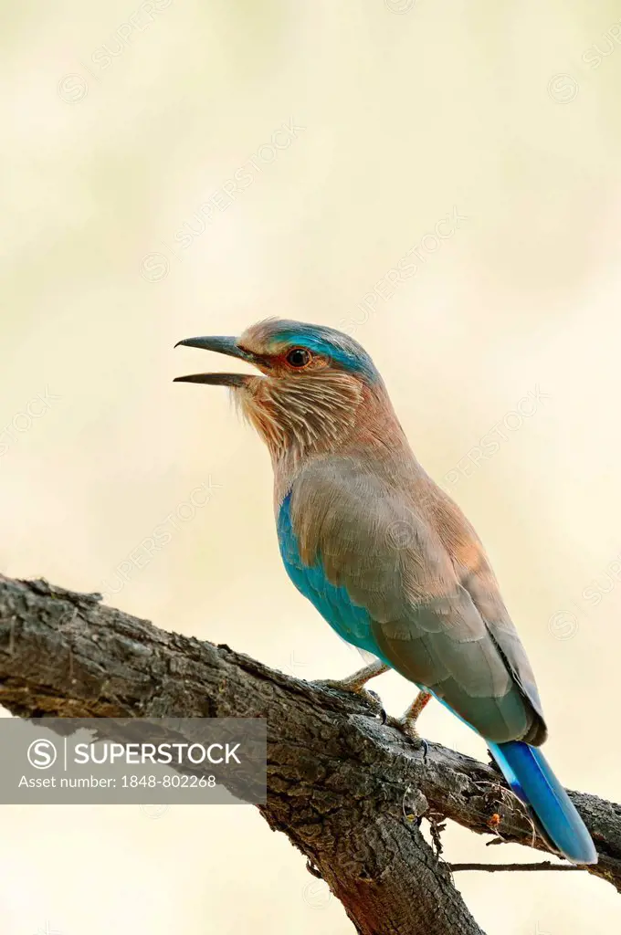 Indian Roller or Blue Jay (Coracias benghalensis), Keoladeo National Park, Bharatpur, Rajasthan, India