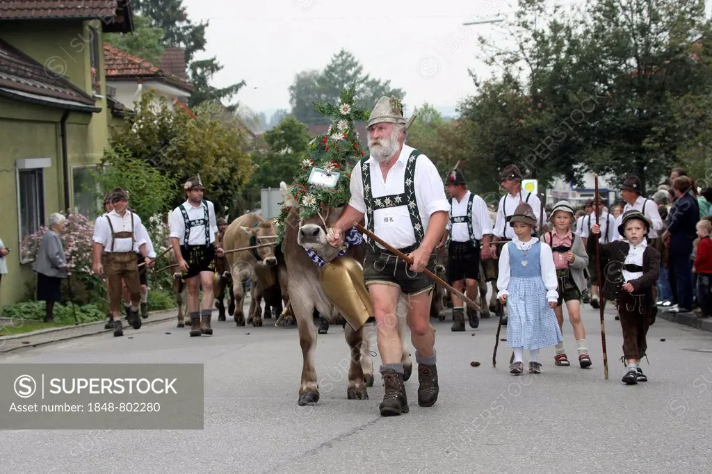 Traditional cattle drive in the Allgaeu, farmer leading the herd with a decorated cow, Allgäu, Bayern, Deutschland, Germany