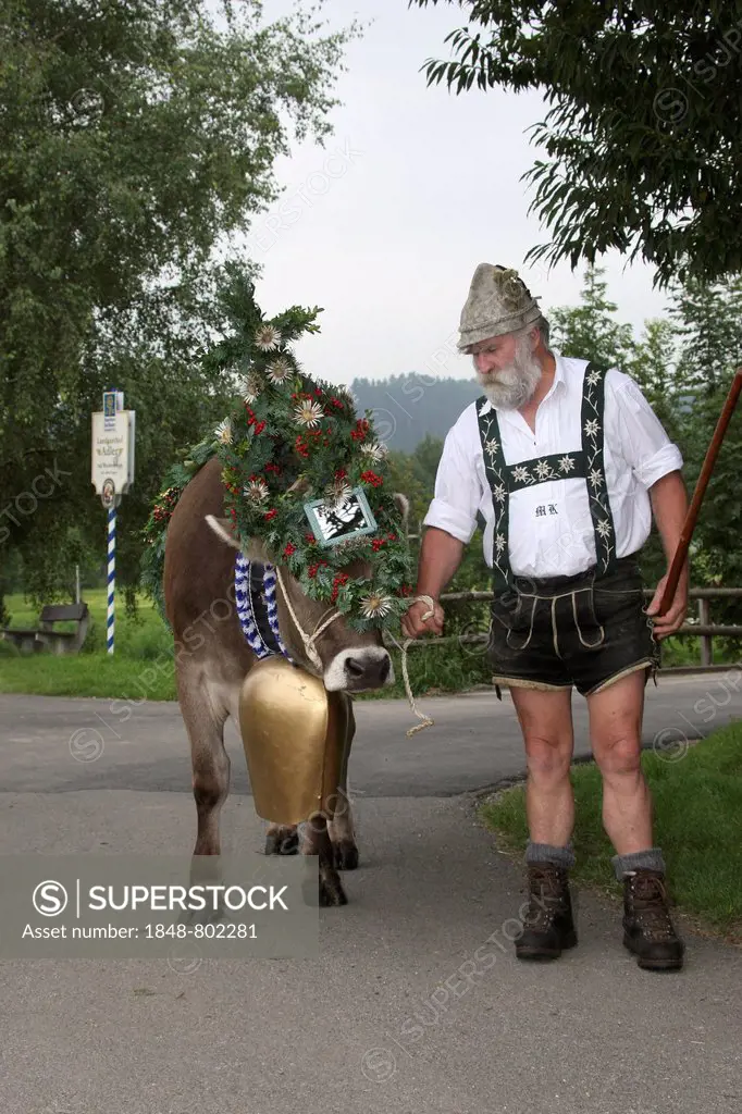 Traditional cattle drive in the Allgaeu, farmer with a decorated cow, Allgäu, Bayern, Deutschland, Germany