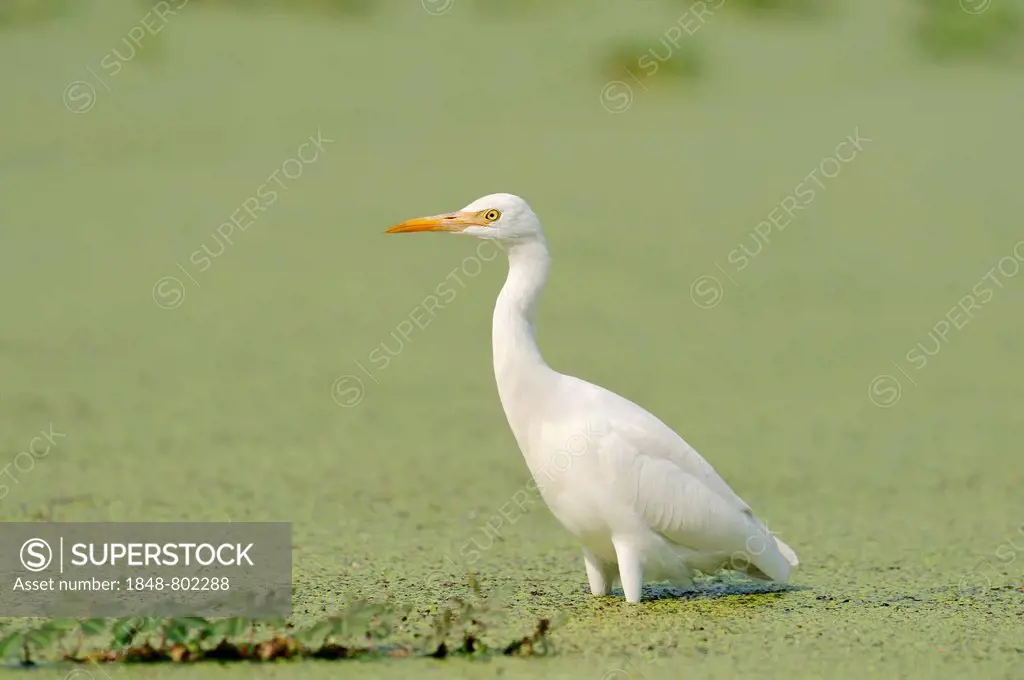 Cattle Egret (Bubulcus ibis) standing in water, Keoladeo National Park, Bharatpur, Rajasthan, India