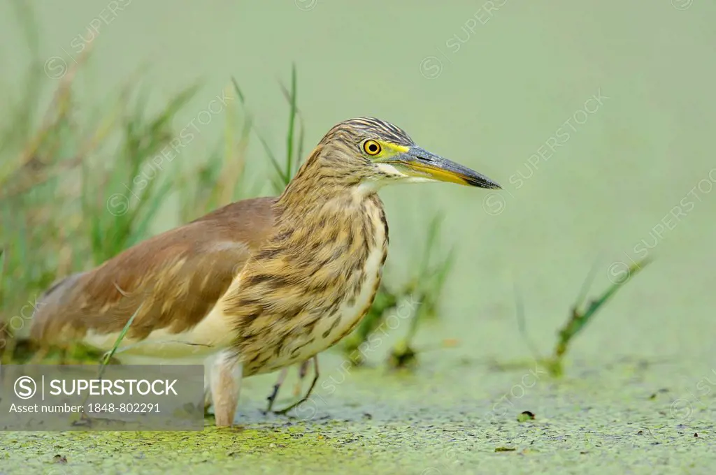 Indian Pond Heron or Paddybird (Ardeola grayii), Keoladeo National Park, Bharatpur, Rajasthan, India