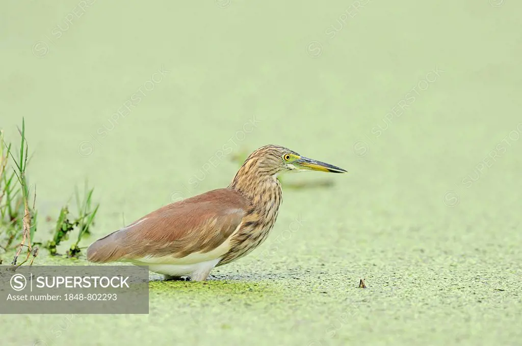 Indian Pond Heron or Paddybird (Ardeola grayii), Keoladeo National Park, Bharatpur, Rajasthan, India