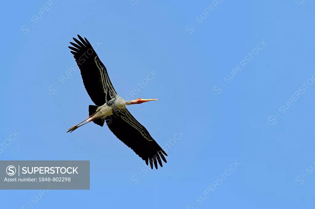 Painted Stork (Ibis leucocephalus, Mycteria leucocephala) in flight, Keoladeo National Park, Bharatpur, Rajasthan, India