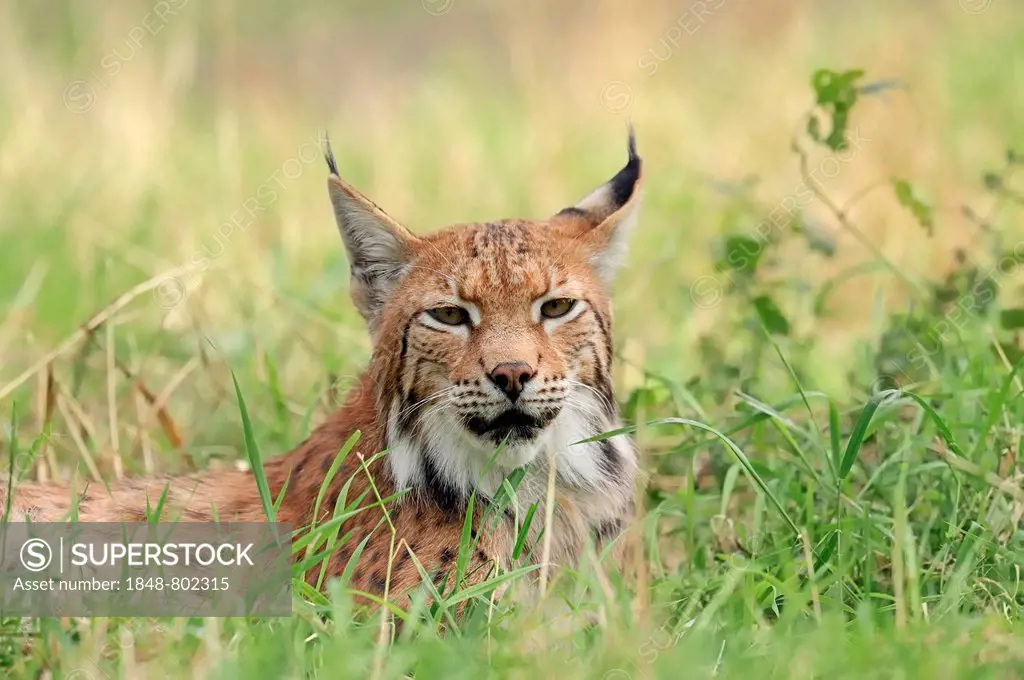 Common Lynx, Eurasian Lynx or Northern Lynx (Lynx lynx), captive, North Rhine-Westphalia, Germany