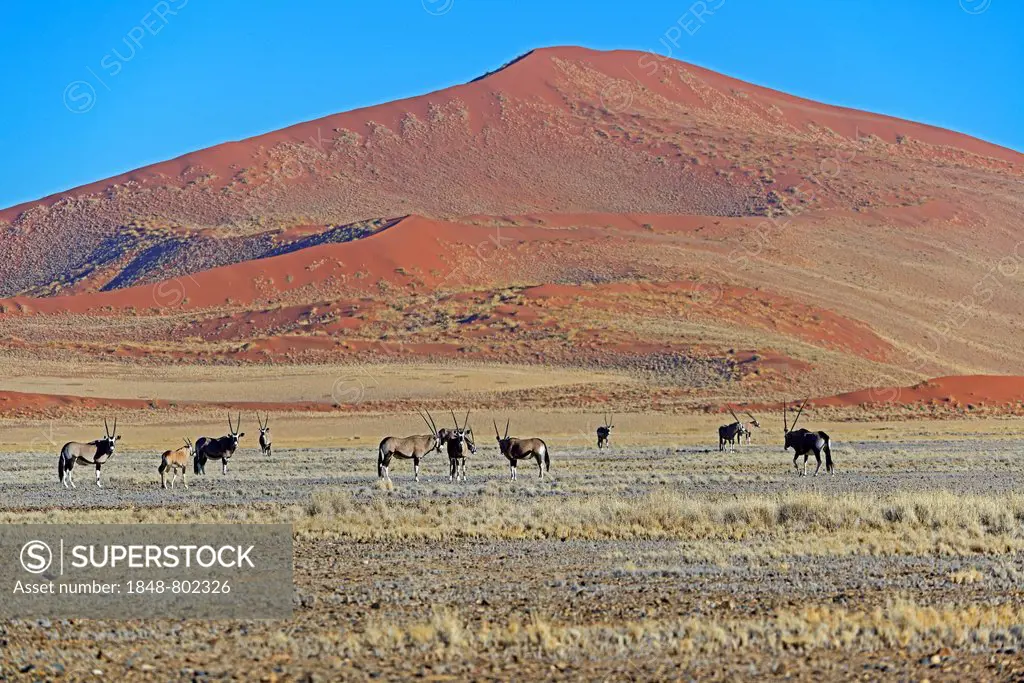 Gemsboks (Oryx gazella) in the Sossusvlei salt pan, Sossusvlei, Namib Desert, Namib Naukluft Park, Namibia