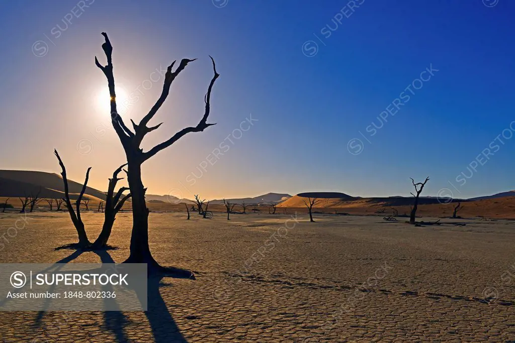 Dead Camel Thorn or Giraffe Thorn (Acacia erioloba) trees in the evening light, Deadvlei, Sossusvlei, Namib-Naukluft Park, Namib Desert, Namibia