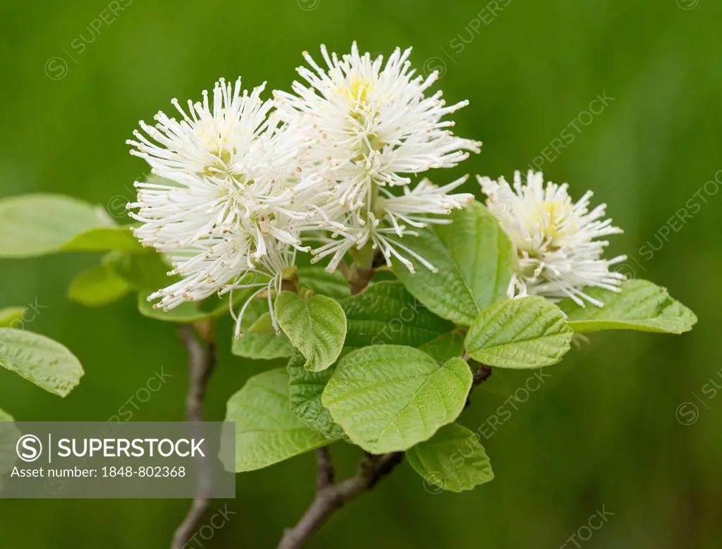 Mountain Witch Alder (Fothergilla major), flowers and leaves, ornamental shrub, native to southeastern North America, Saxony, Germany