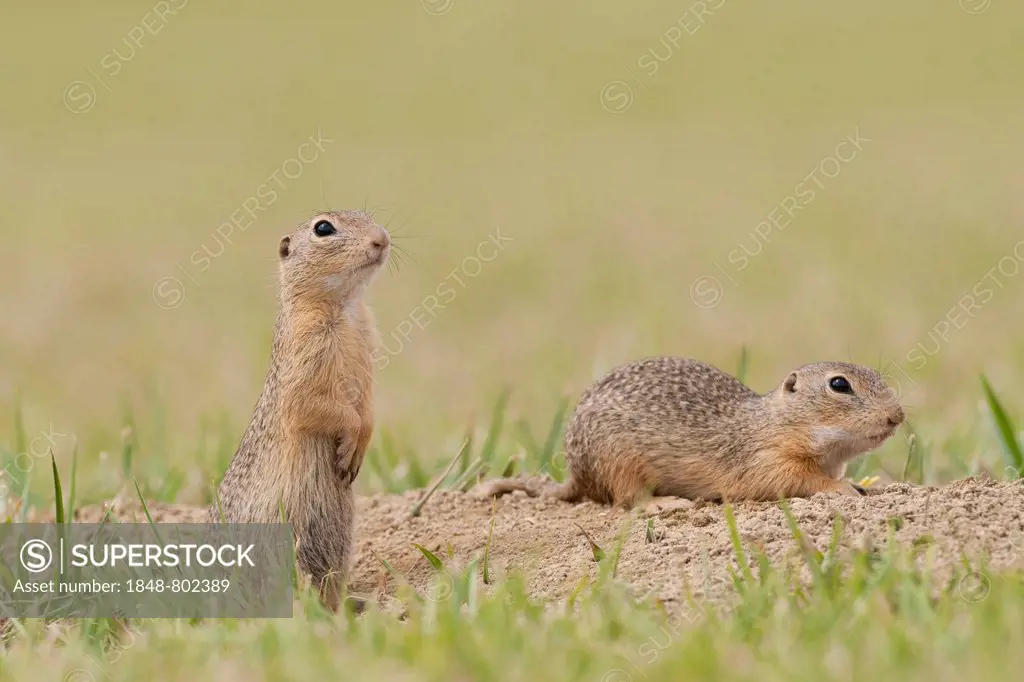 Two European Ground Squirrels or European Sousliks (Spermophilus citellus) outside the burrow, Seewinkel, Burgenland, Austria