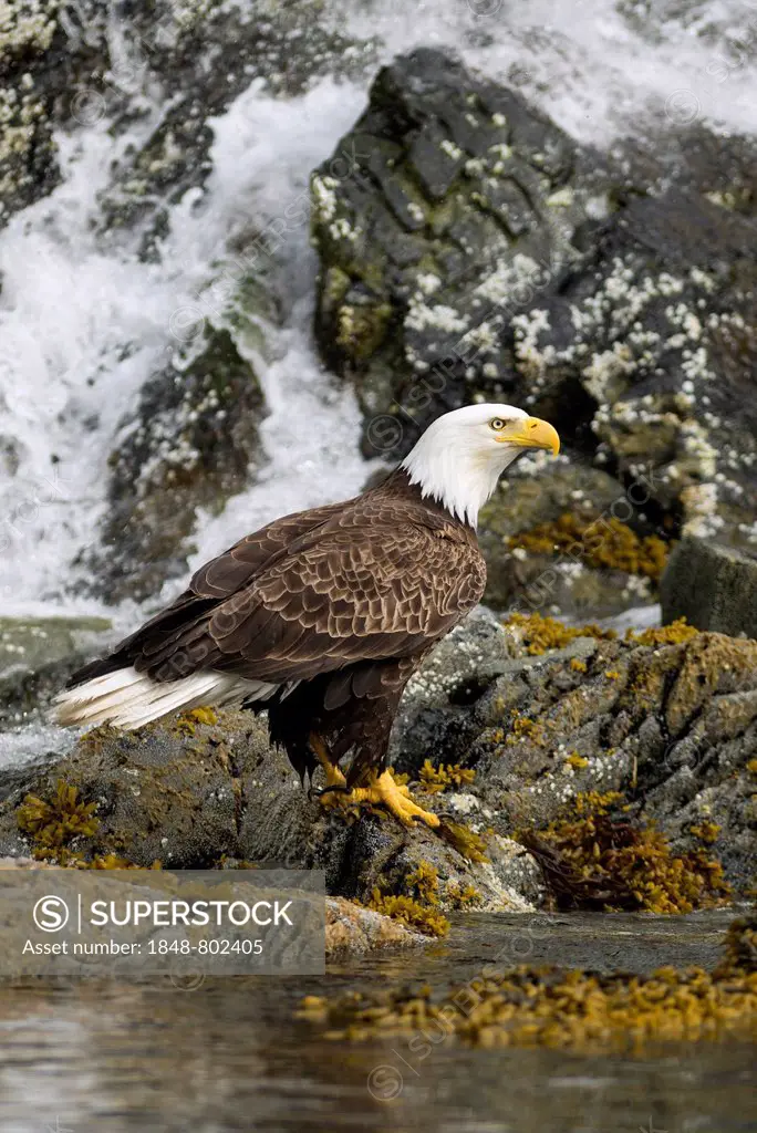 Bald Eagle (Haliaeetus leucocephalus), Prince William Sound, near Anchorage, Alaska, United States
