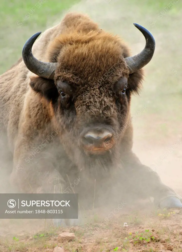 European Bison (Bison bonasus) in the whirling dust, Wisentgehege Hardehausen wildlife park