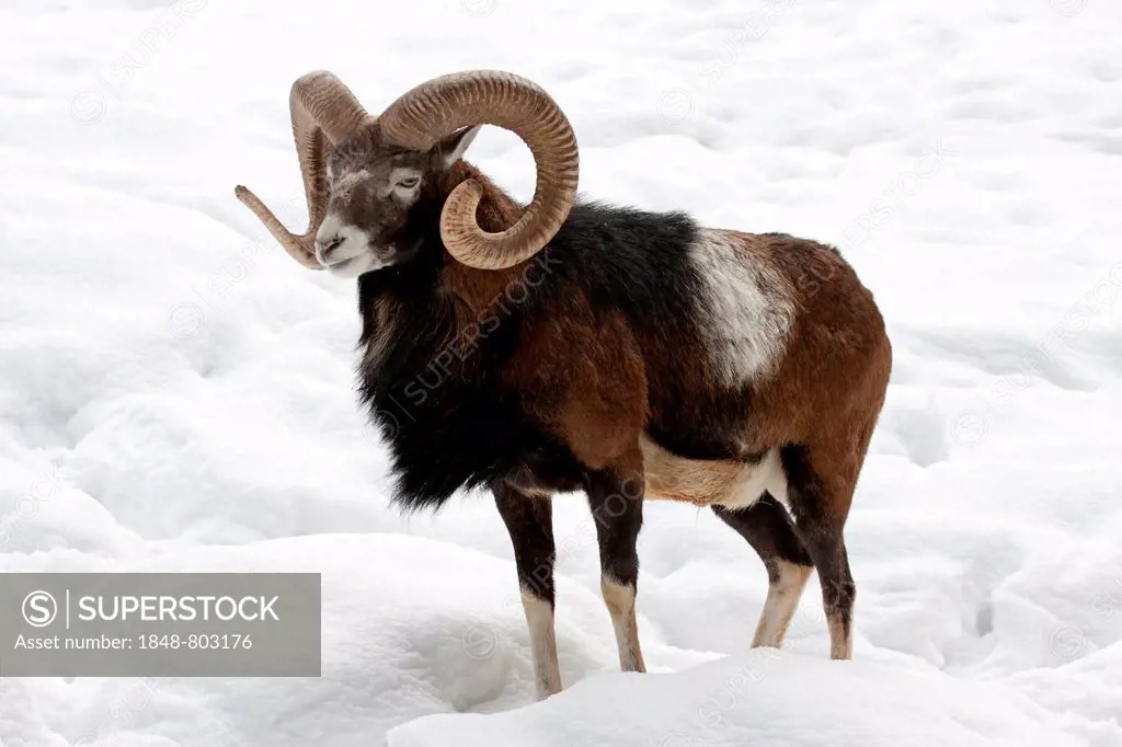 European Mouflon (Ovis orientalis musimon) in the snow