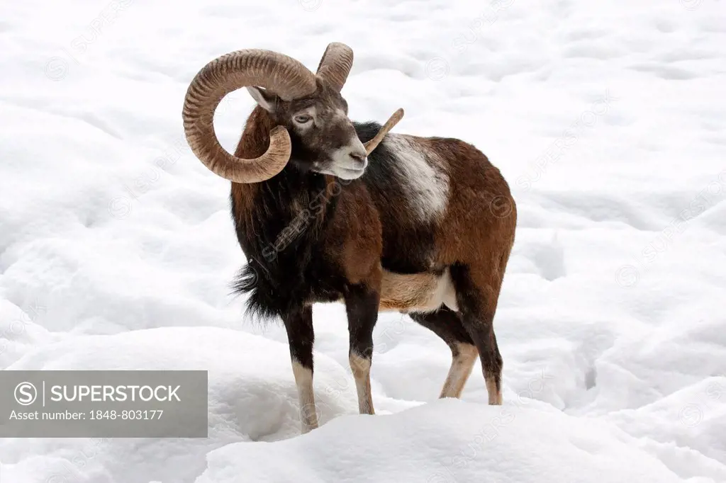 European Mouflon (Ovis orientalis musimon) in the snow