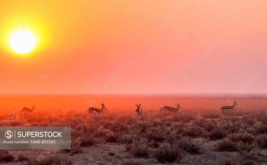 Springboks (Antidorcas marsupialis) with sunrise