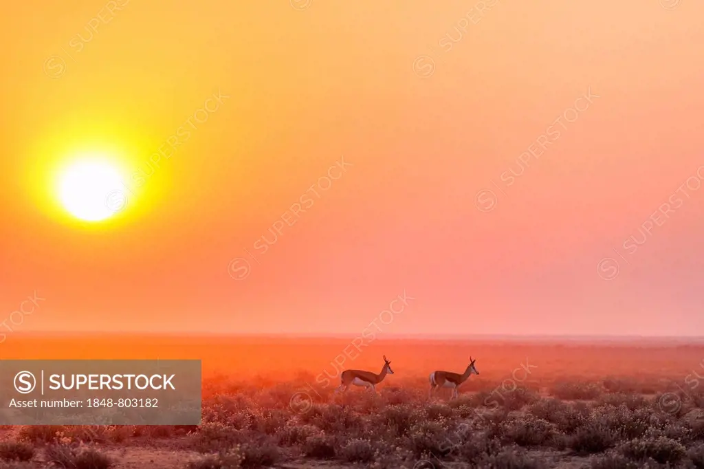 Springboks (Antidorcas marsupialis) with sunrise