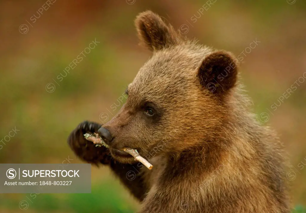 Brown Bear (Ursus arctos), cub