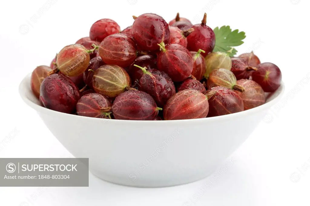 Red gooseberries (Ribes uva-crispa, Ribes grossularia) in a bowl