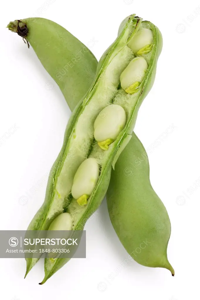 Broad beans (Vicia faba), unopened and opened