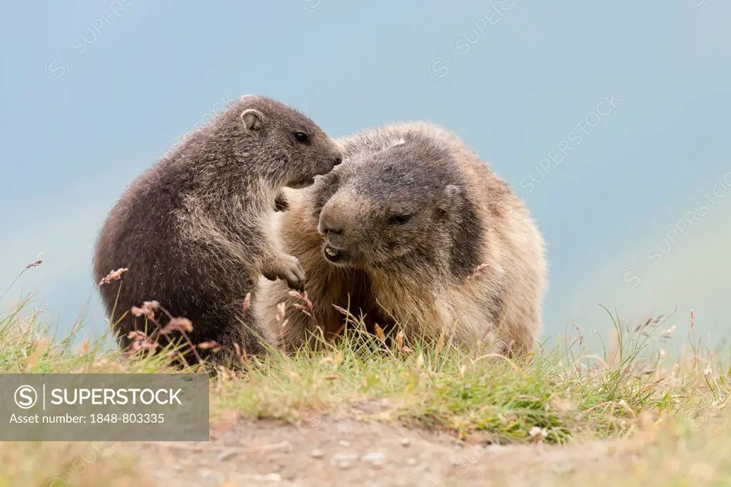 Alpine Marmots (Marmota marmota) adult playing with young