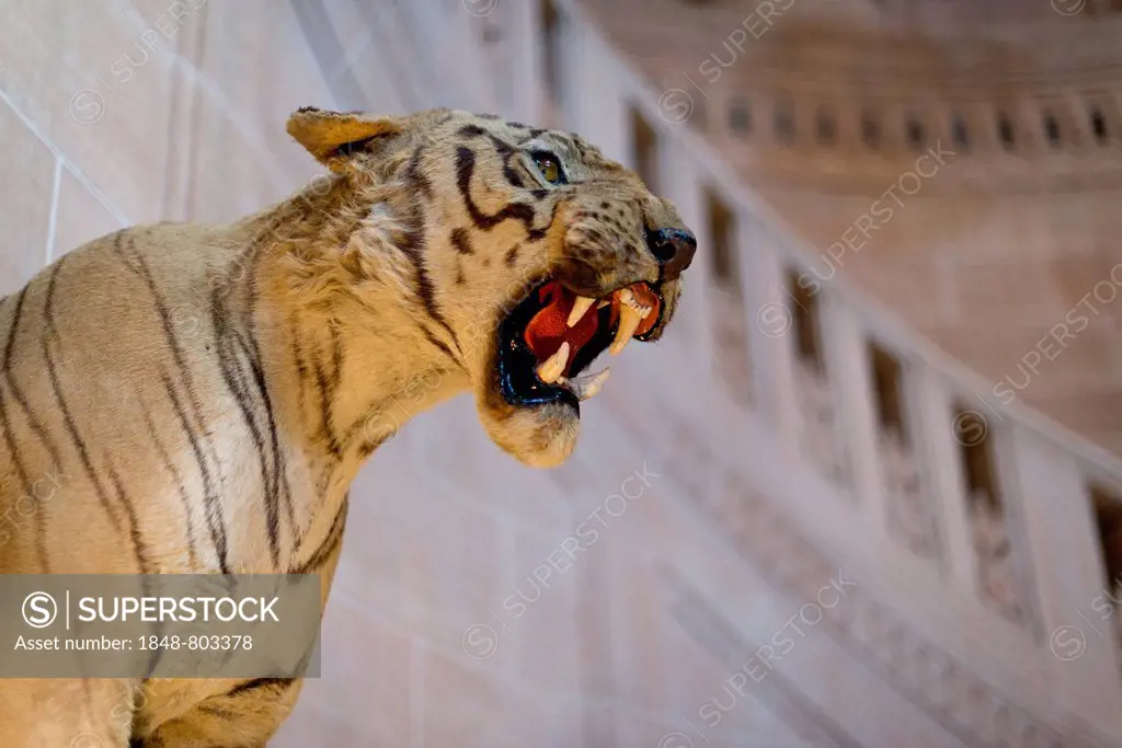 Stuffed tiger, Palace Hotel, Umaid Bhawan Palace