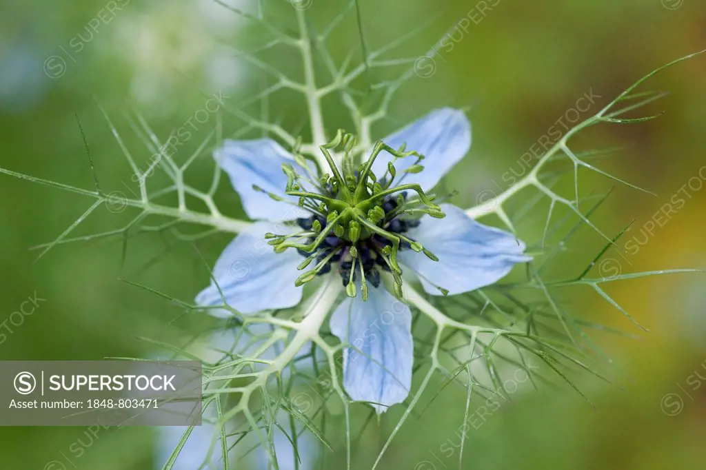 Love-in-a-Mist or Ragged Lady (Nigella damascena), flower, garden plant, native to the Mediterranean