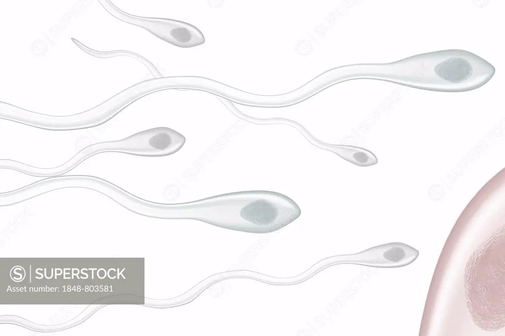 Sperm fertilizing an ovum, illustration